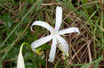 Seven-sisters <BR>Spring-lily